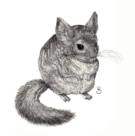 Раскраска шиншилла