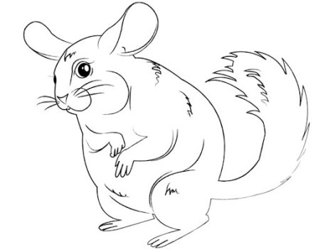 Шиншилла раскраска для детей