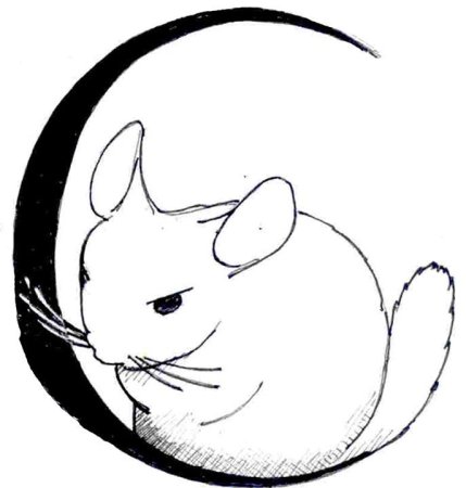 Шиншилла раскраска для детей