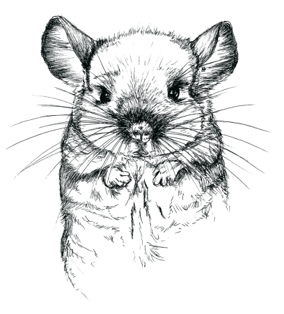 Раскраска шиншилла