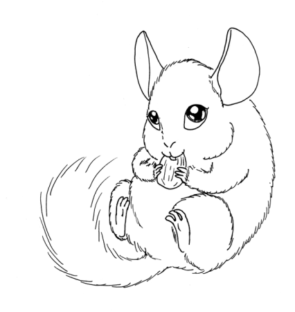 Шиншилла раскраска для детей