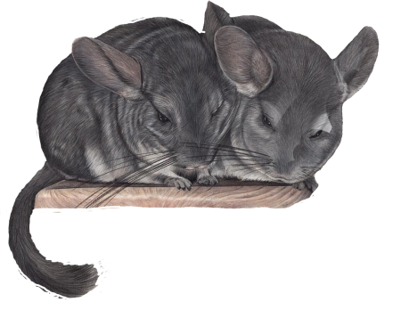 Шиншилла мультяшная