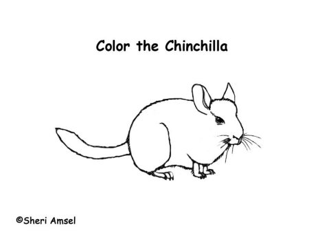 Раскраска шиншилла