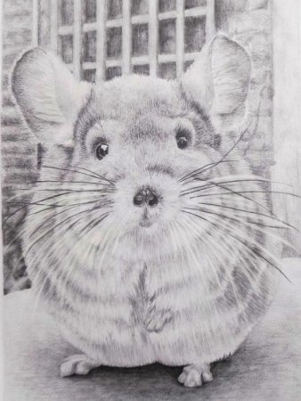 Шиншилла бобер