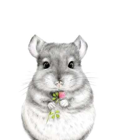 Шиншилла арт Геншин