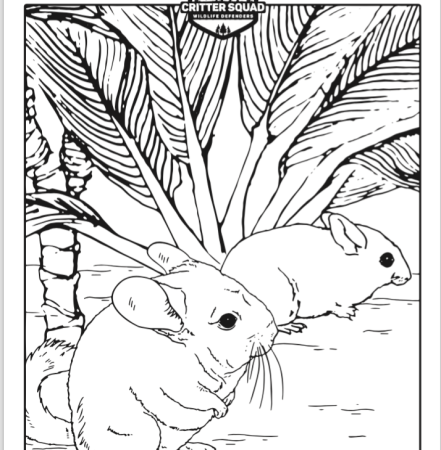 Раскраска шиншилла