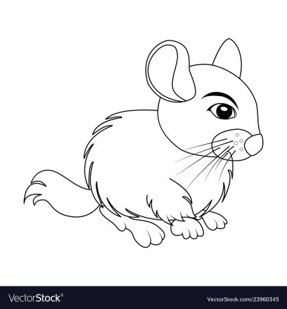 Шиншилла раскраска для детей