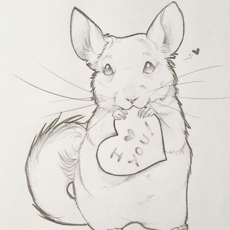 Шиншилла для срисовки