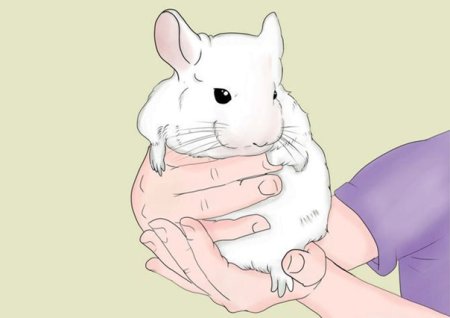 Шиншилла референс