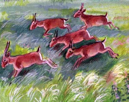 Рисунки животных степи