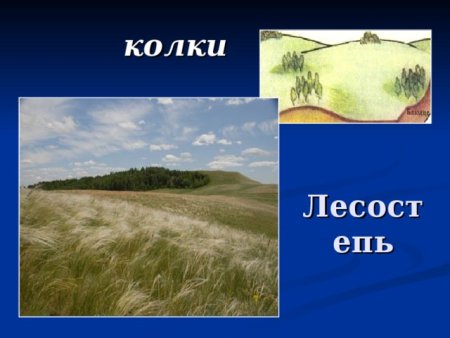 Лесостепь рисунок