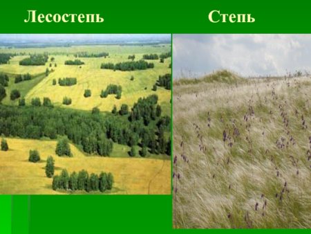 Степи и лесостепи
