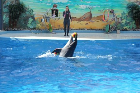 Дельфинарий рисунки детей