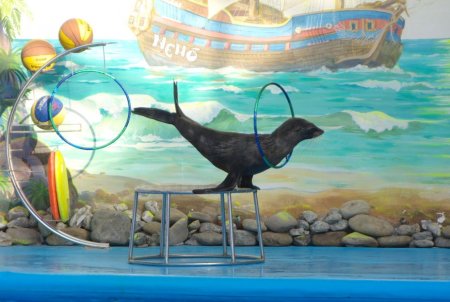 Дельфинарий рисунки детей