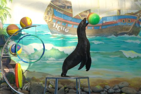 Рисунок на тему в дельфинарии