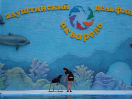 Дельфинарий рисунок