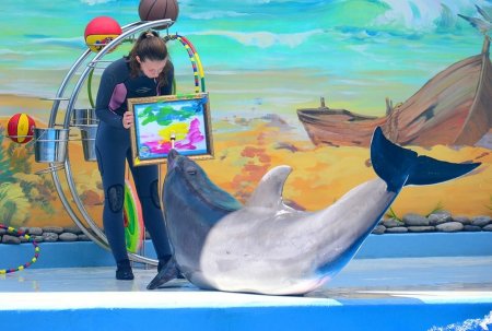 Рисунок на тему в дельфинарии