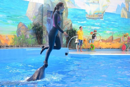 Рисунок на тему в дельфинарии