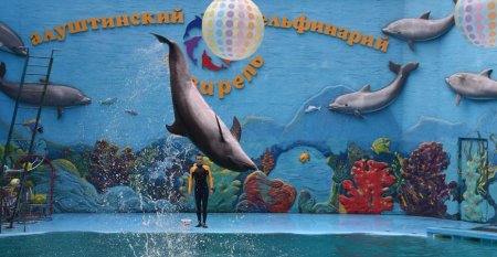 Евгений Абрамов дельфинарий