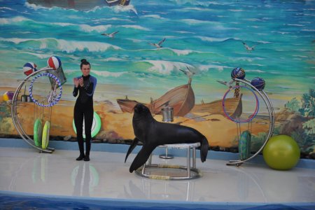 Раскраска дельфинарий