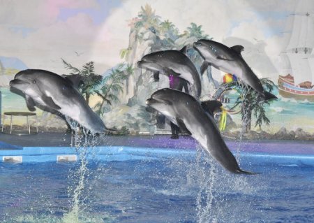 Раскраска море с дельфинами