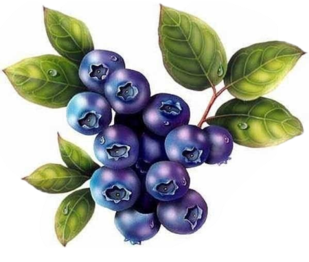 Черника акварель