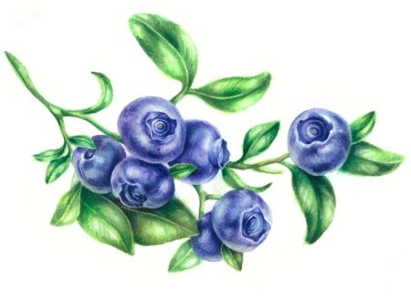 Черника мультяшная