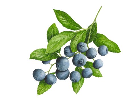 Черника мультяшная