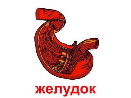 Веселый желудок