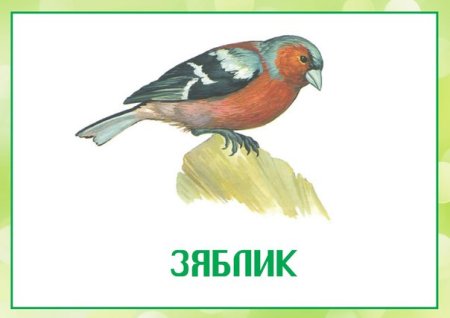 Зяблик на белом фоне