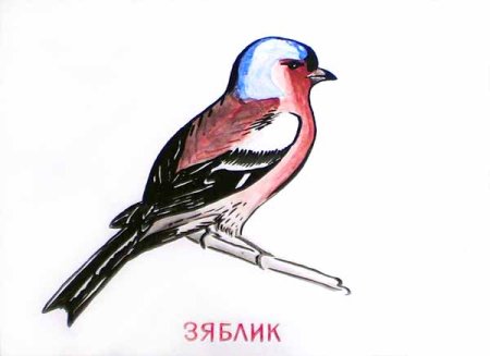Зяблик акварелью