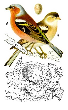 Зяблик картина