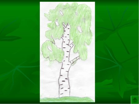 Берёза рисунок карандашом