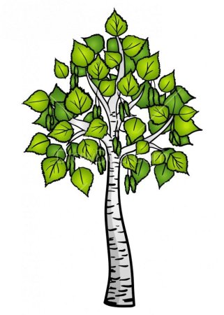 Береза рисунок