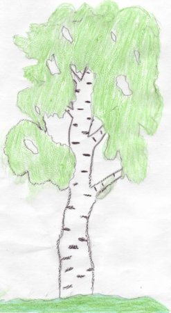 Береза карандашом