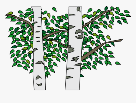 Ствол березы