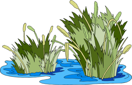 Камыш рисунок