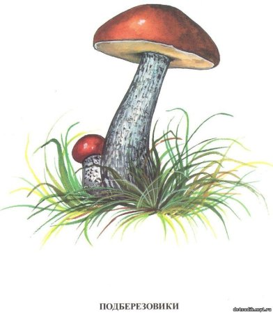 Подберезовик поганка