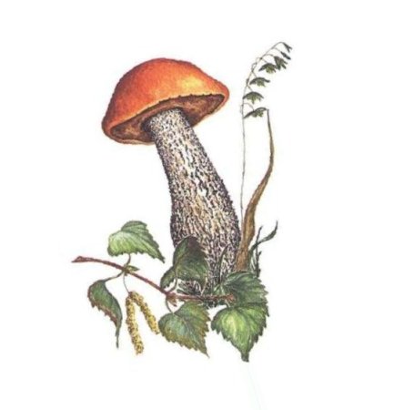 Подберезовик гриб для детей