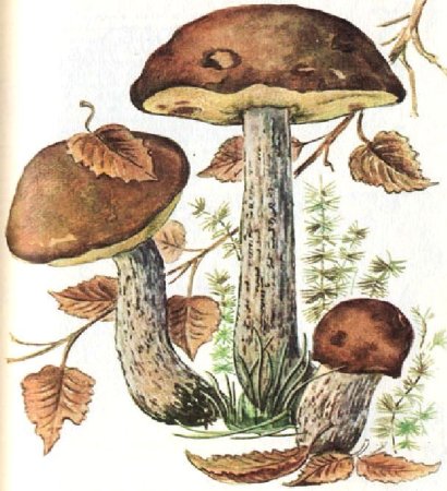 Подберезовик гриб для детей