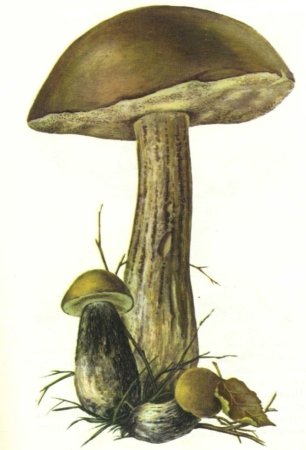 Подберезовик гриб