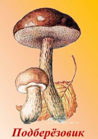 Подберезовик гриб срисовка детская