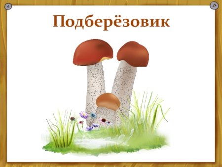 Подберезовик рисунок для детей