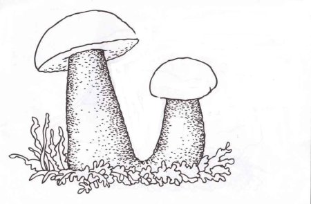 Гриб подосиновик раскраска