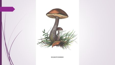 Подберезовик гриб рисунок