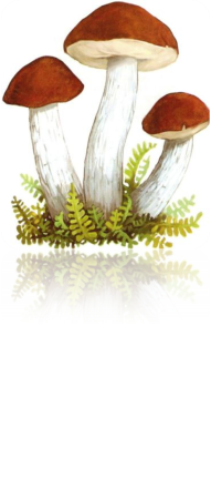 Подберезовик гриб для детей