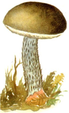 Подберезовик гриб для детей