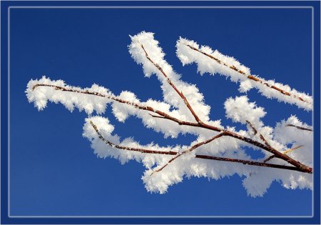 Рисование деревья в инее