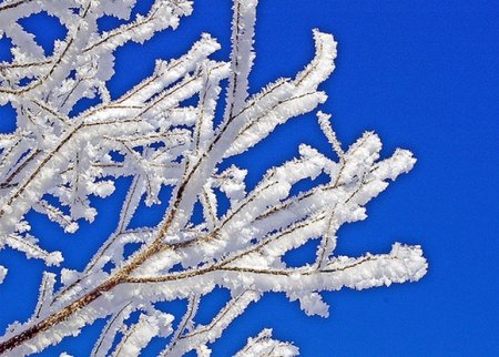 Рисование деревья в инее