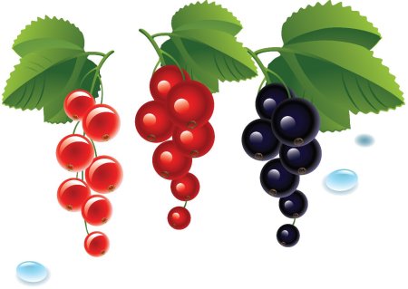 Смородина раскраска